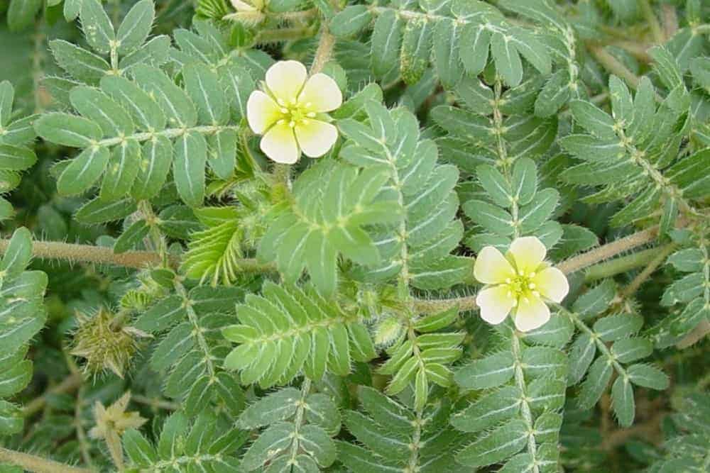  Tribulus terrestris