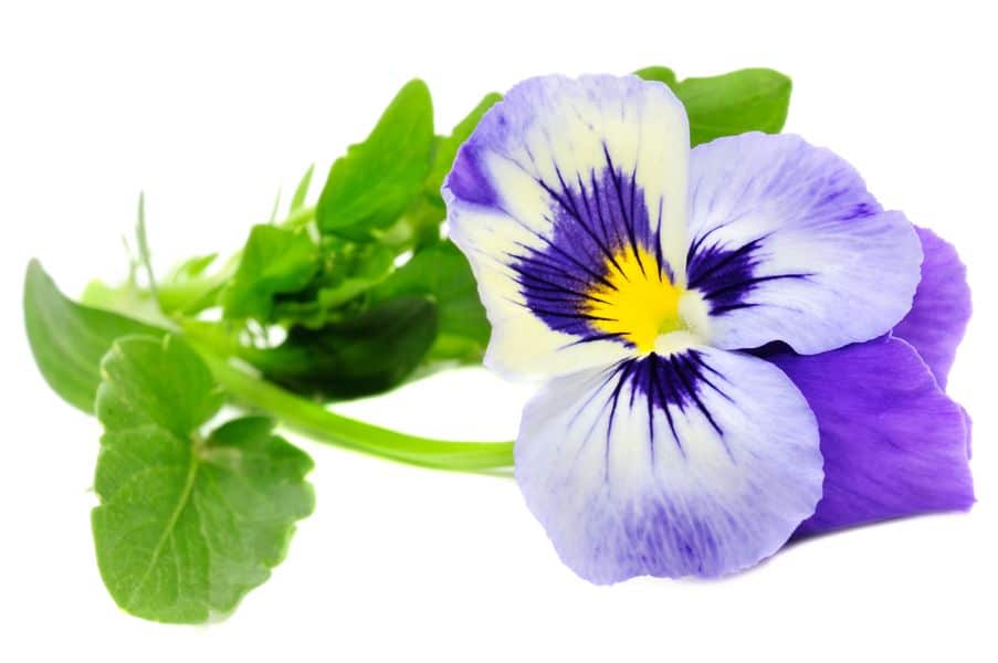  Трицветна виола (Viola tricolor)