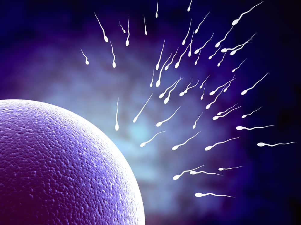  Сперматозоид и яйцеклетка