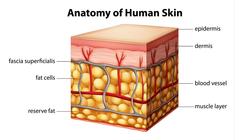  Напречен разрез на човешка кожа