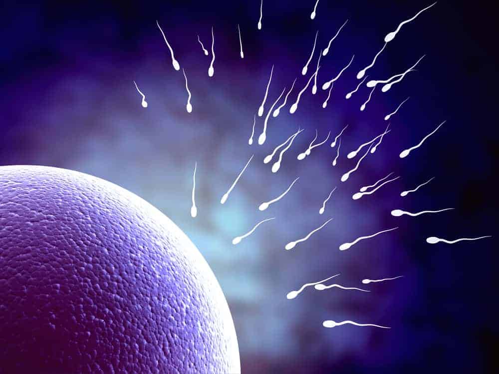  Spermie a vaječná buňka