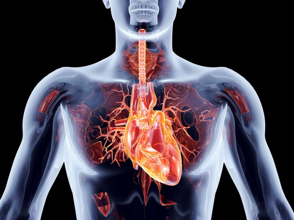  Struktura lidského srdce
