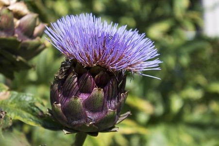  flor de alcachofa