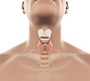  Diagrama de la glándula tiroides