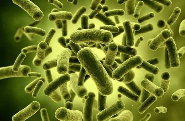  Bacterias probióticas