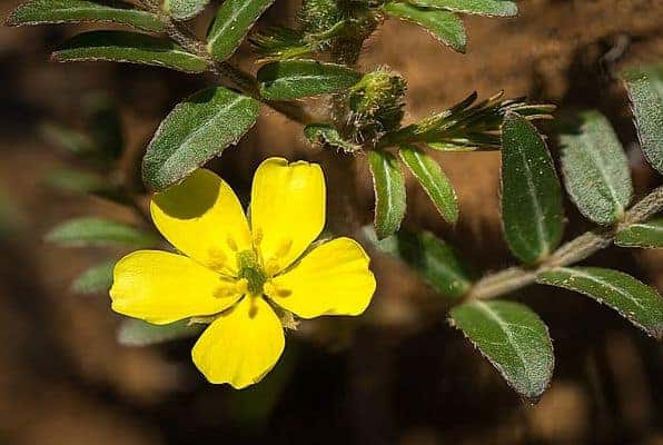  tribulus terrestris