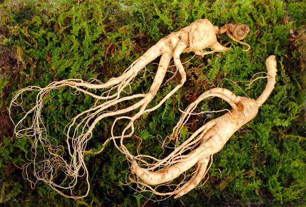  Korean villi ginseng