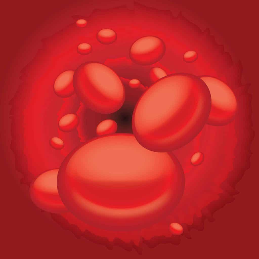  les cellules rouges du sang