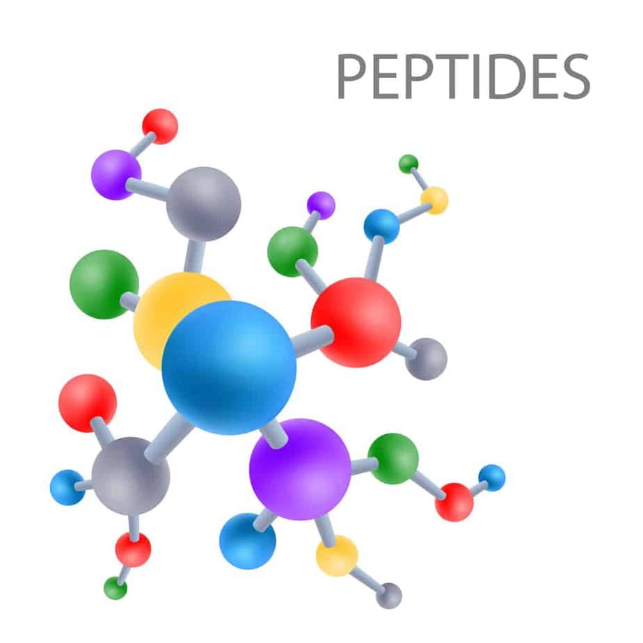  Les peptides