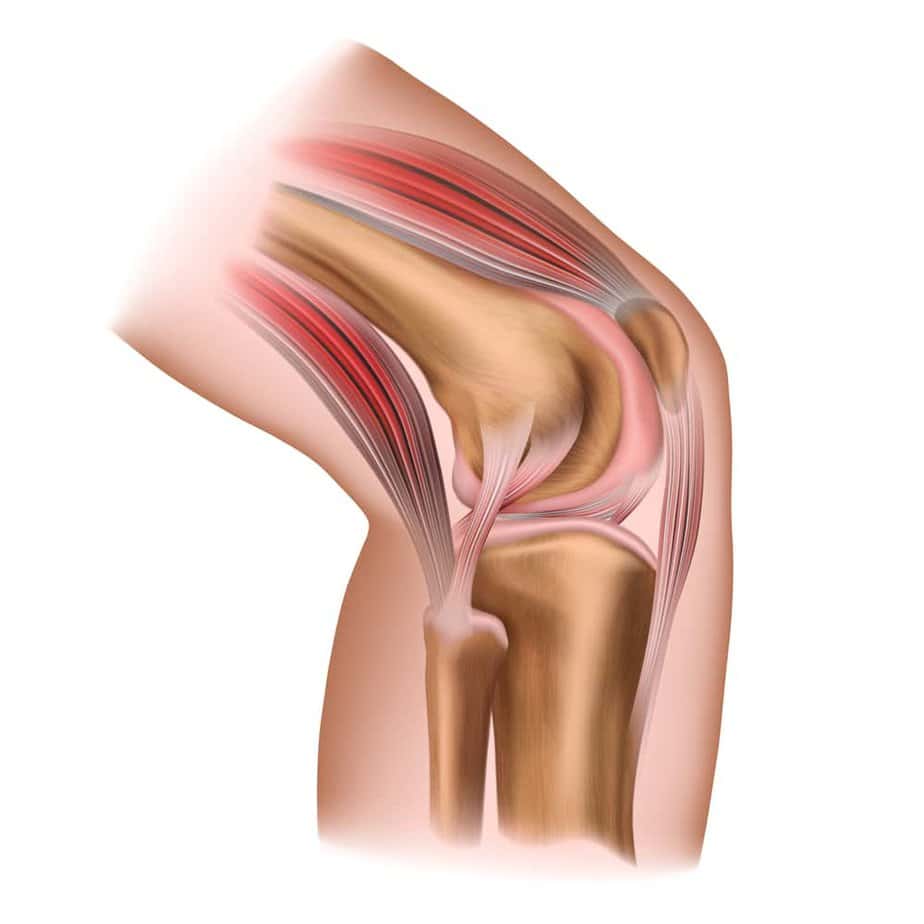  la structure de l'articulation du genou