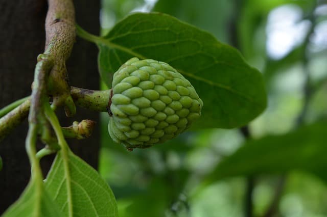  cherimoya