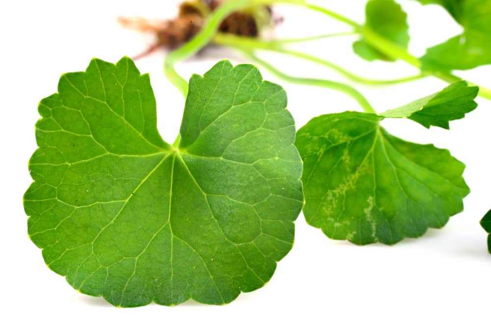  Centella asiatica