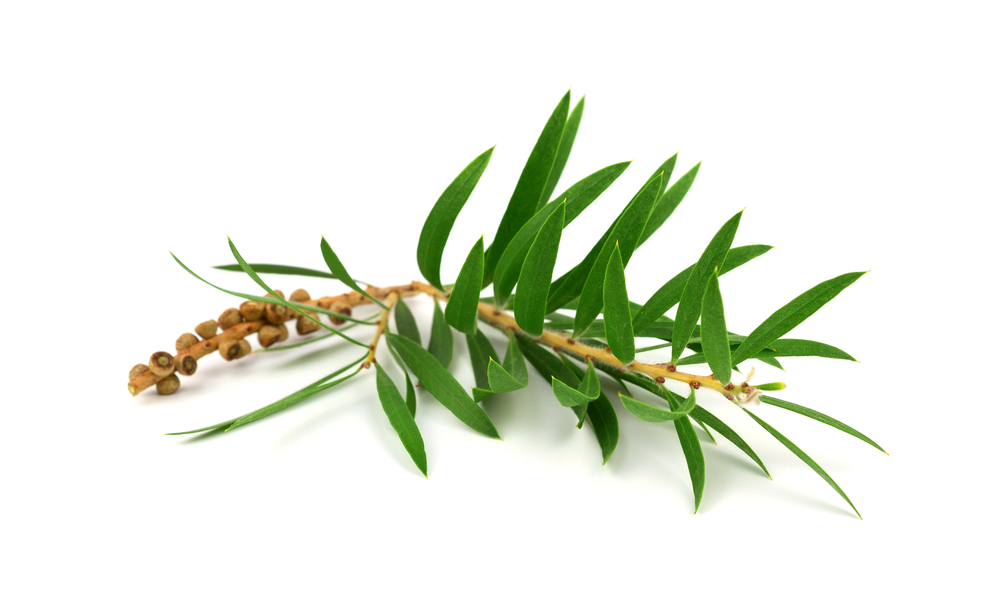  tea tree