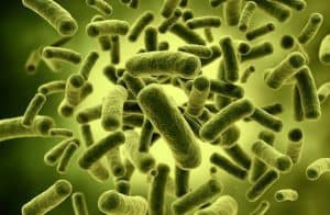  Probiotikus baktériumok