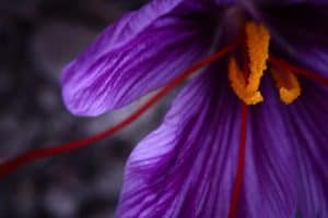  Šafrano gėlė