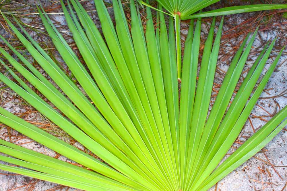  Sabalinė palmė saw palmetto