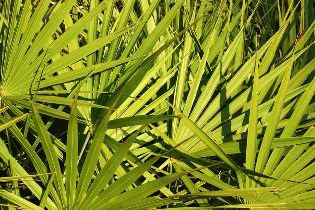  Sabalinė palmė