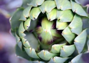 artichoke 2436819 640 300x213 1