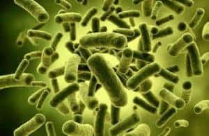  Probiotische bacteriën