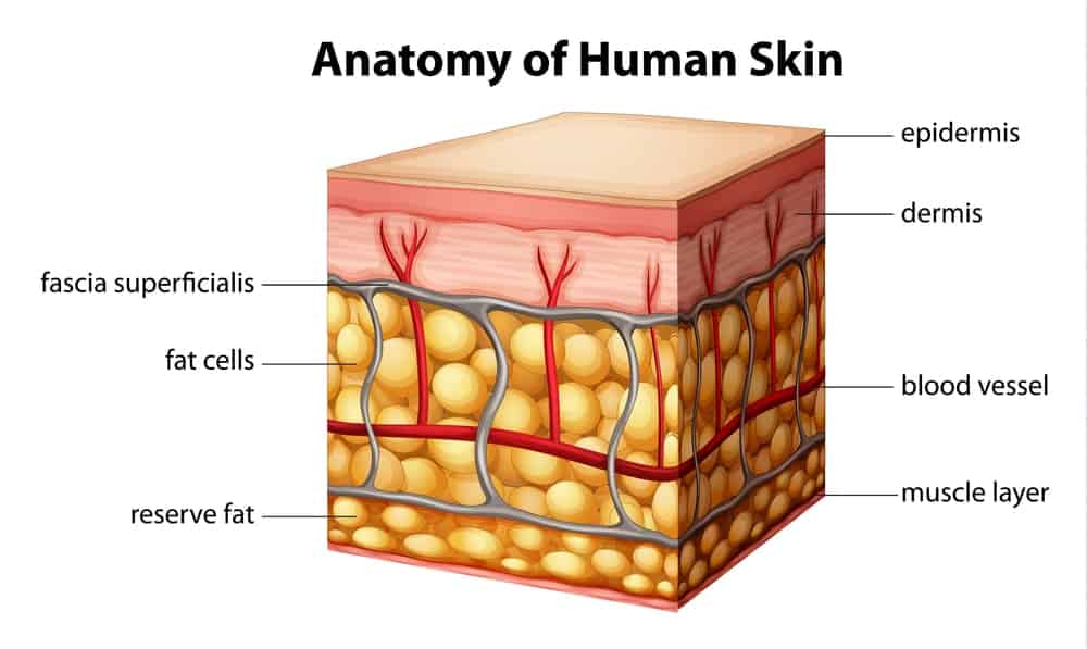  Dwarsdoorsnede van de menselijke huid