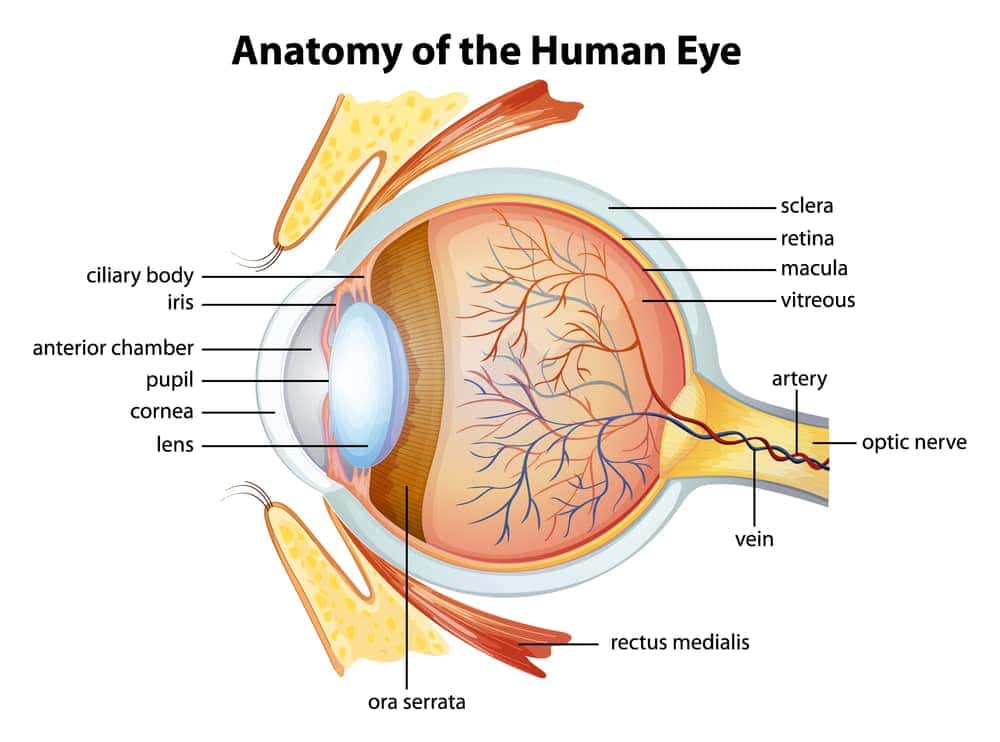  structuur van het menselijk oog