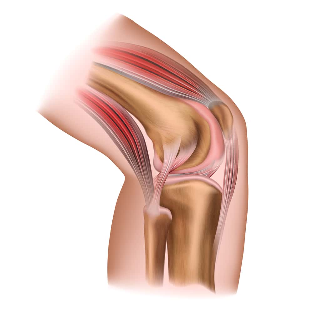  de structuur van het kniegewricht