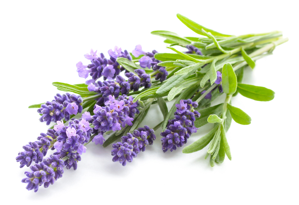 Vad aromaterapi är - principer för användning av eteriska oljor 3 lavendel