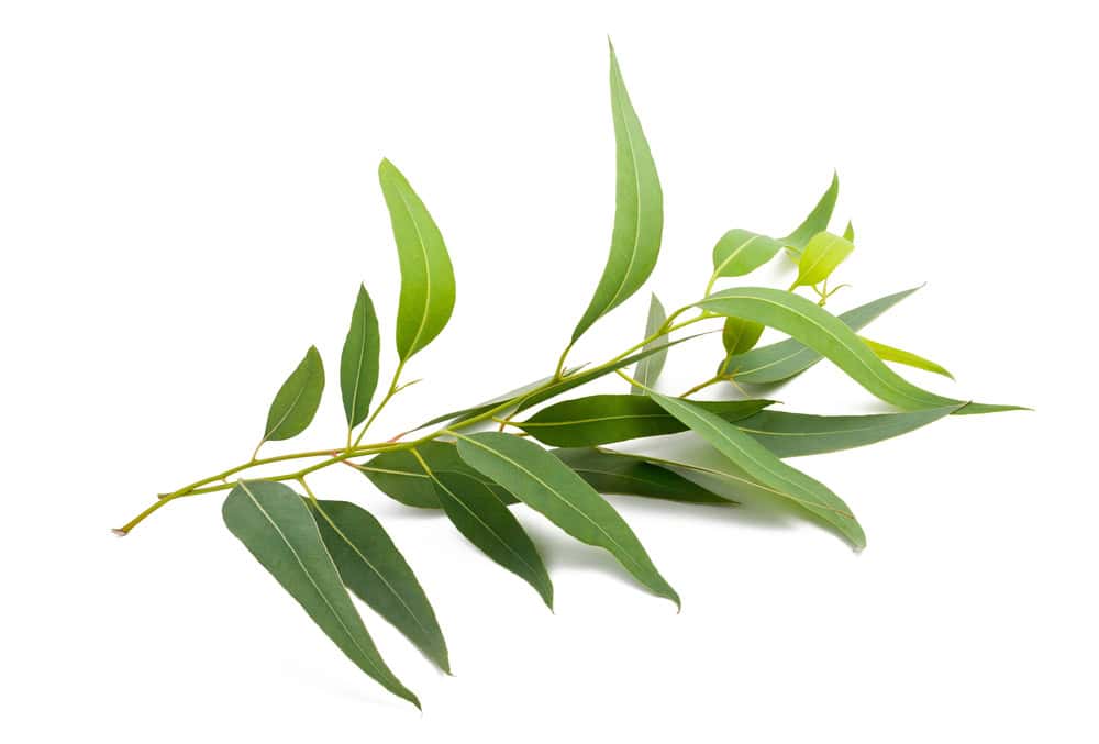 Vad aromaterapi är - principer för användning av eteriska oljor 4 eukalyptus