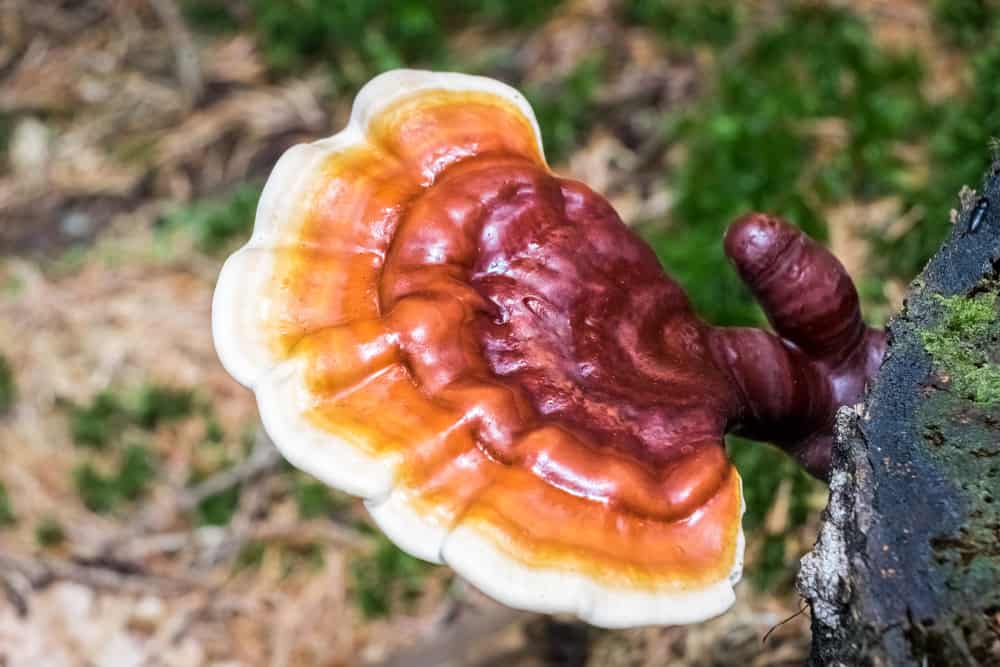  Glive reishi