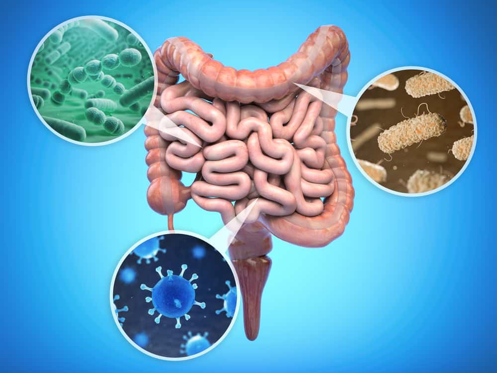  Črevné baktérie