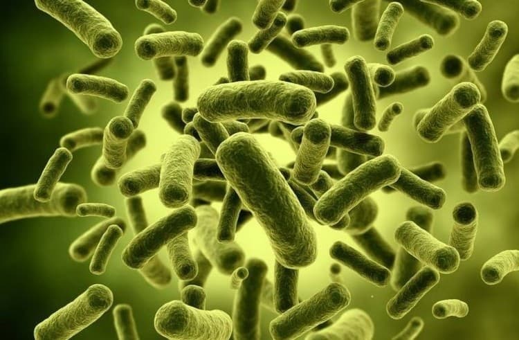  Probiotické baktérie