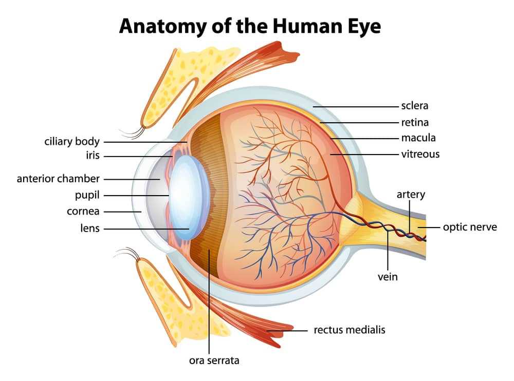  štruktúra ľudského oka