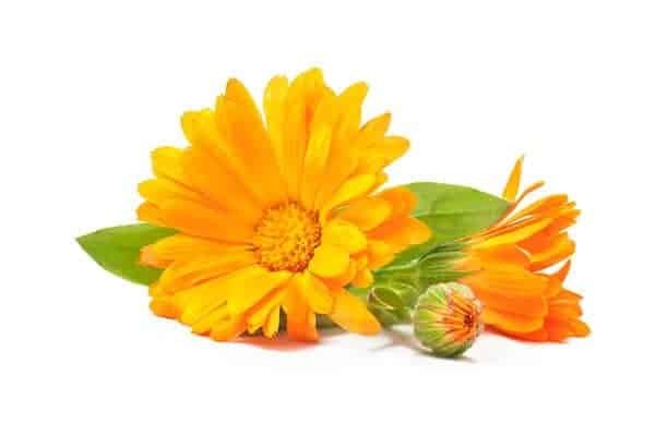  marigold flower