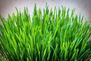  Young Green Barley