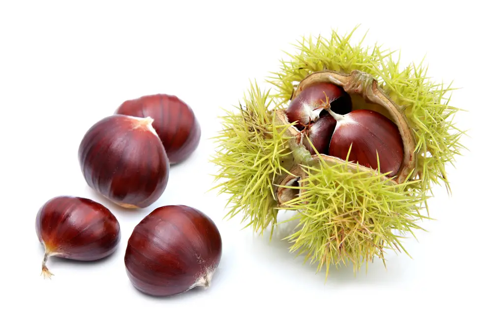  Horse chestnut fruit