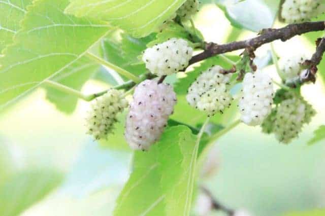  white mulberry